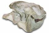 Fossil Running Rhino (Hyracodon) Skull - South Dakota #280259-5